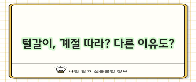 고양이 털갈이 시기는 언제일까요?