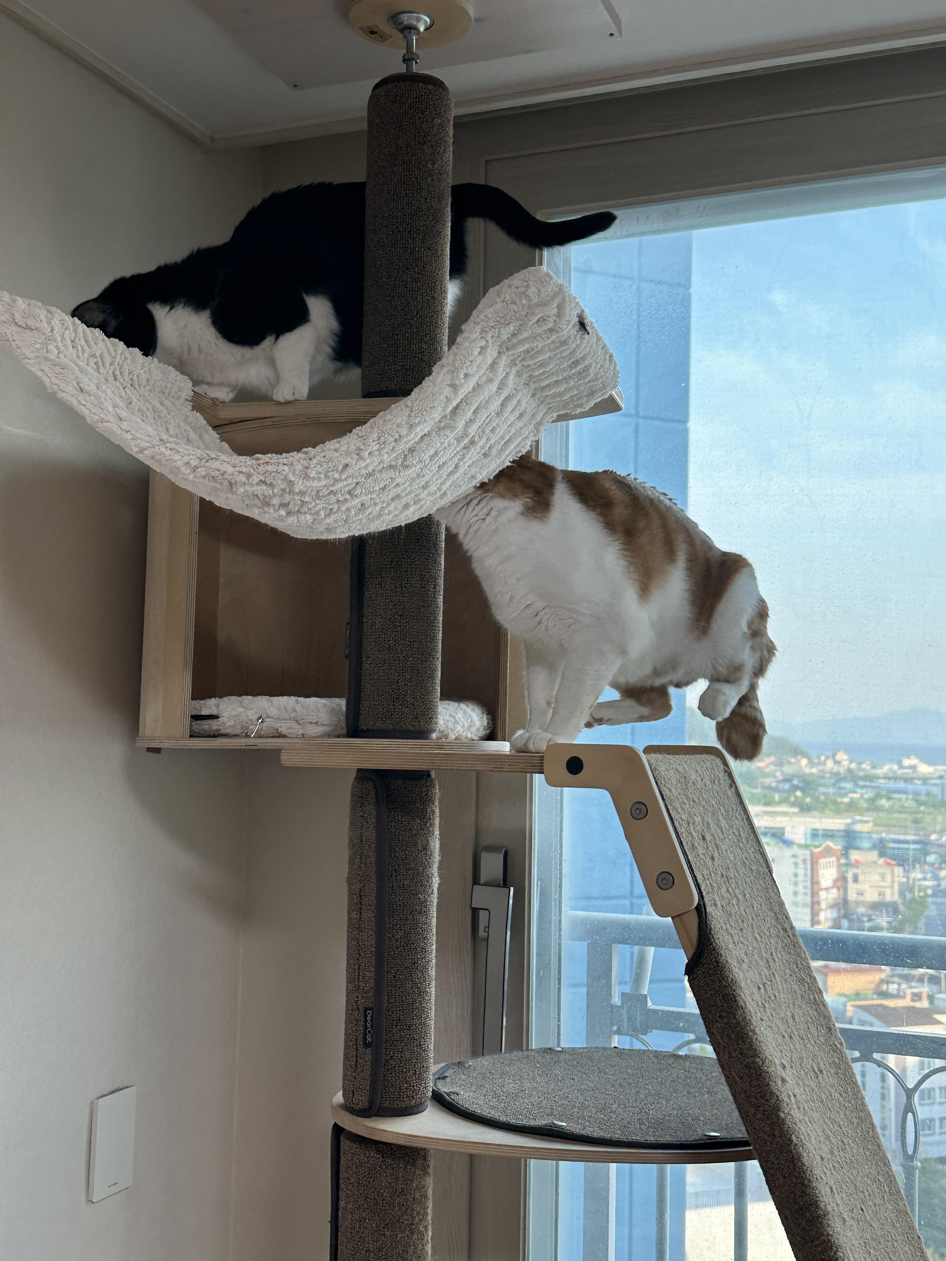 신나서 꼬리 부풀린 고양이와 그만하라는 고양이 (feat. 치즈냥이 막둥이와 젖소냥이 두리)