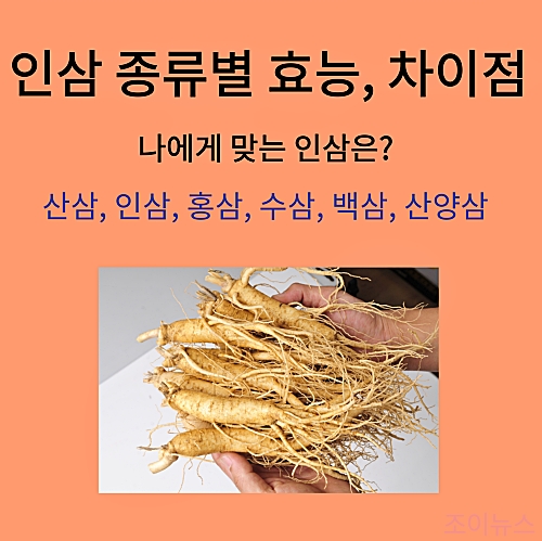 인삼 종류별 효능, 차이점: 나에게 맞는 인삼 고르는 방법