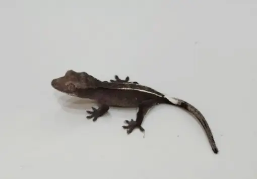 아잔틱 게코도마뱀