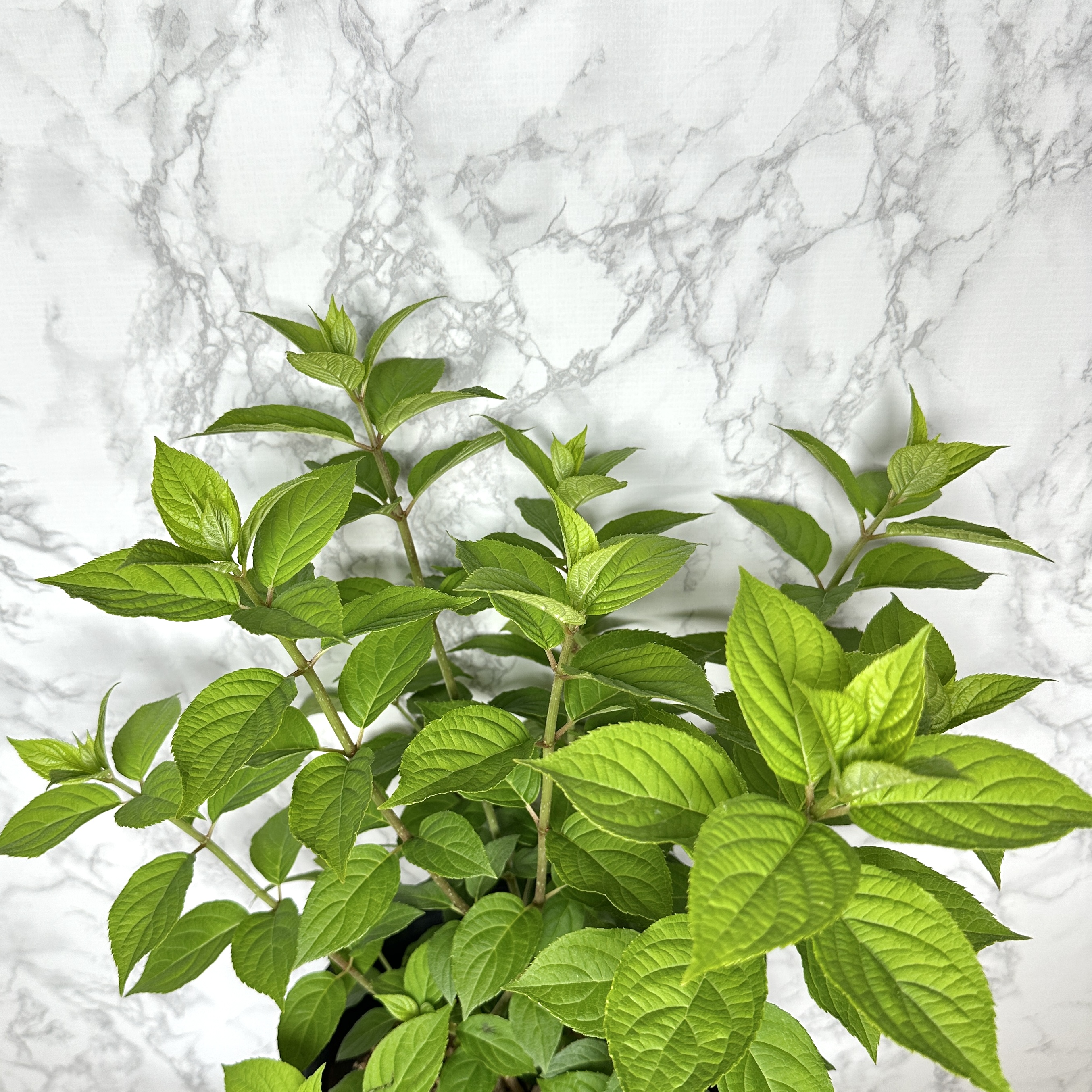 라임라이트 수국 키우기 목수국