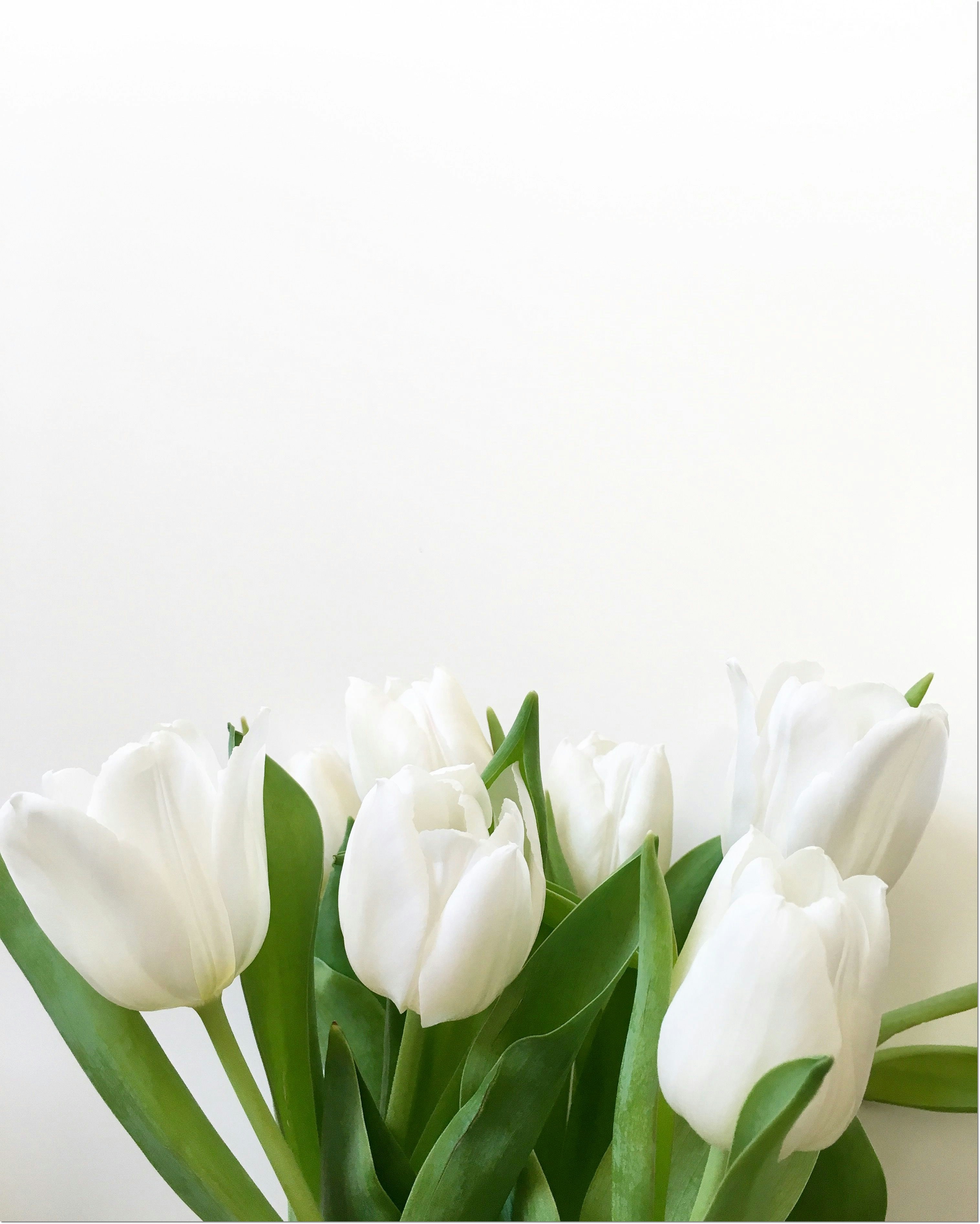 태안 세계튤립 축제 가는길 입장료 개화율