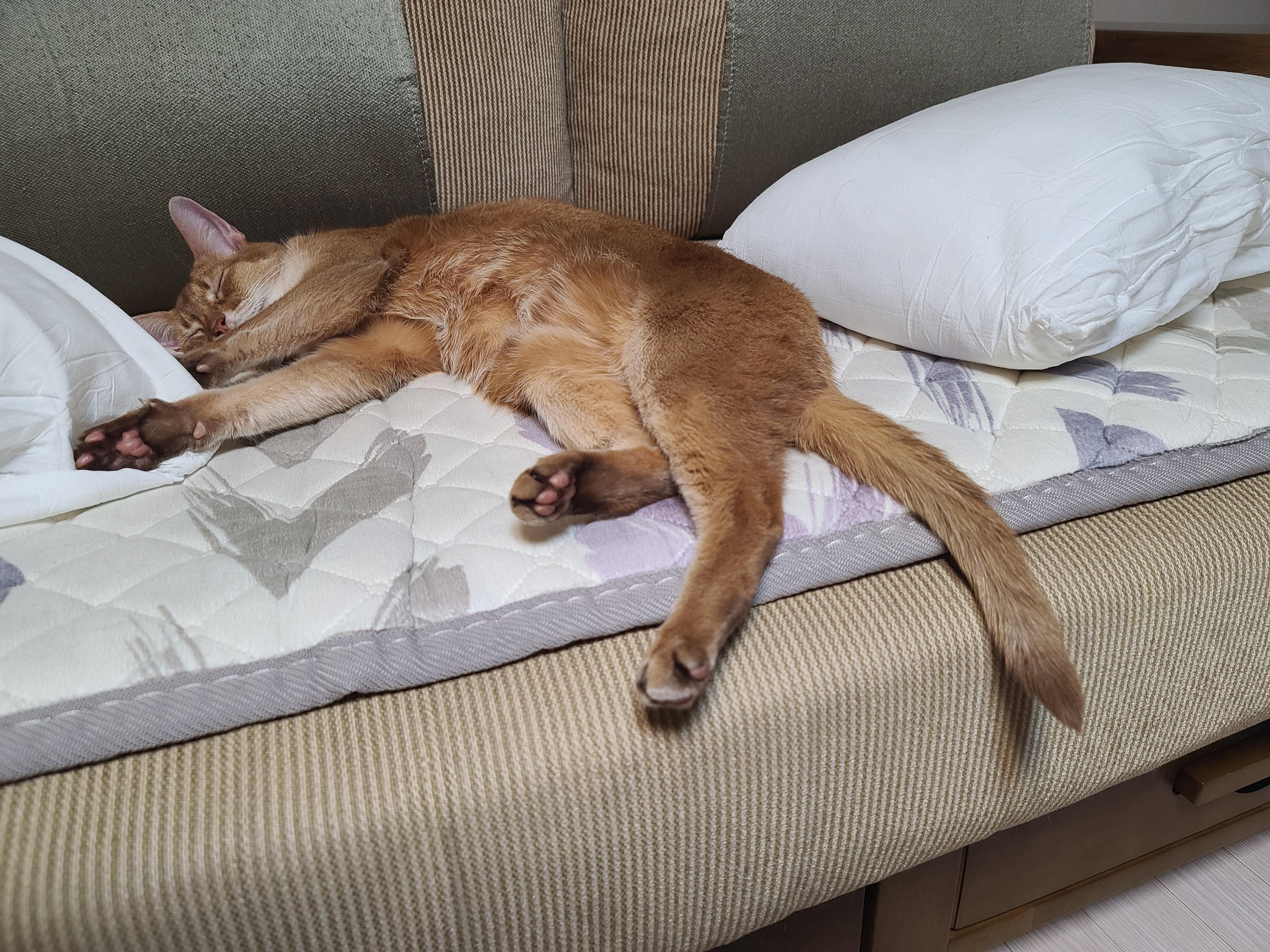 전기장판에 녹고 있는 고양이