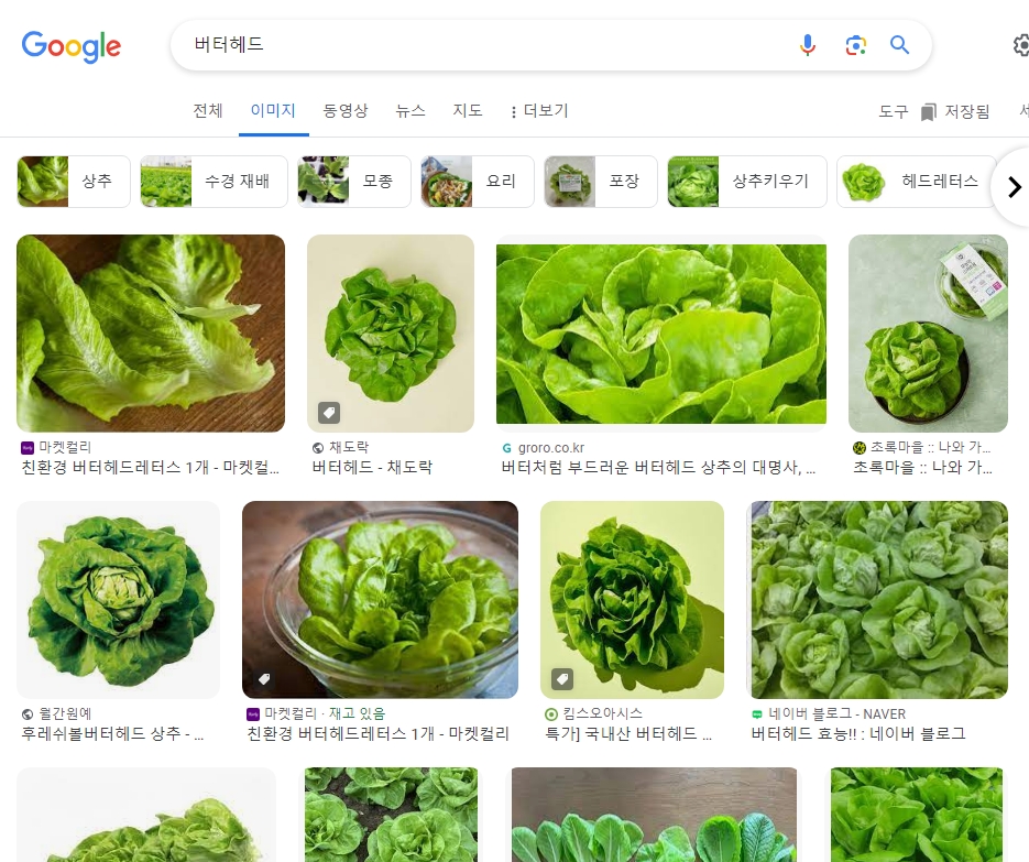 꽃처럼 예쁜 모양과 부드러운 맛의 버터헤드 상추