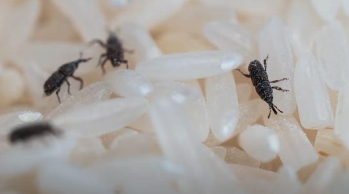 쌀벌레 생겼을때 퇴치법