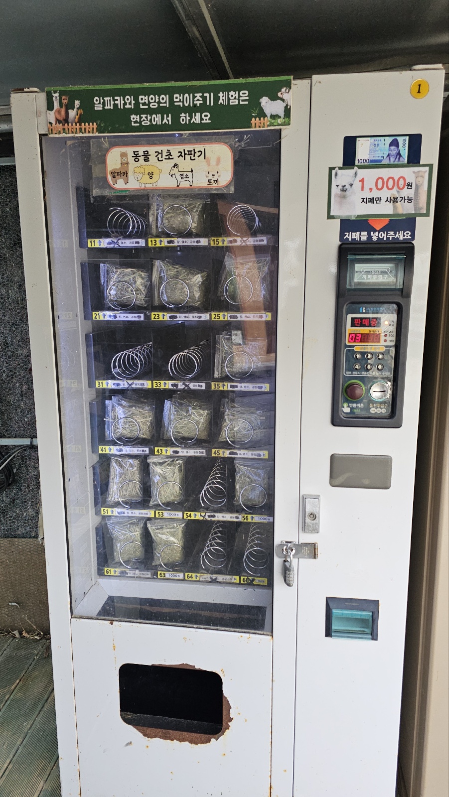 [24.11월] 아이와 평창 #1 - 모나 용평리조트 애니포레🏔️