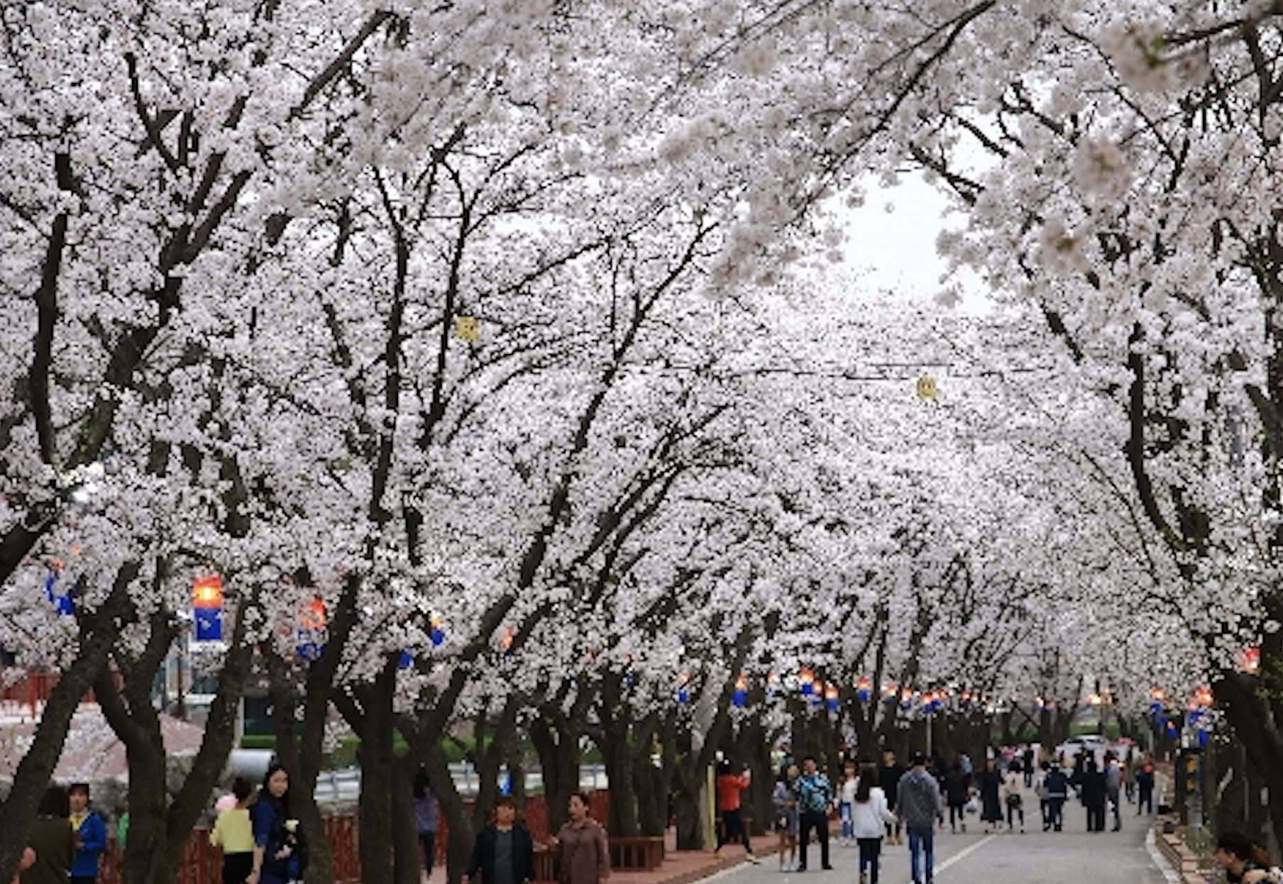 벚꽃 개화시기 2024 축제 일정 및 명소 추천