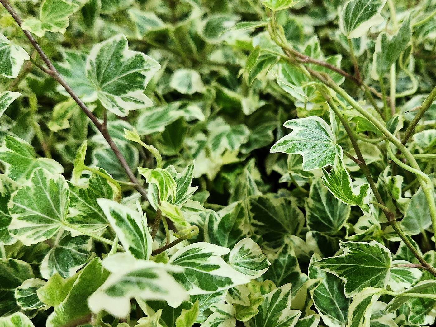무늬아이비 Variegated English Ivy