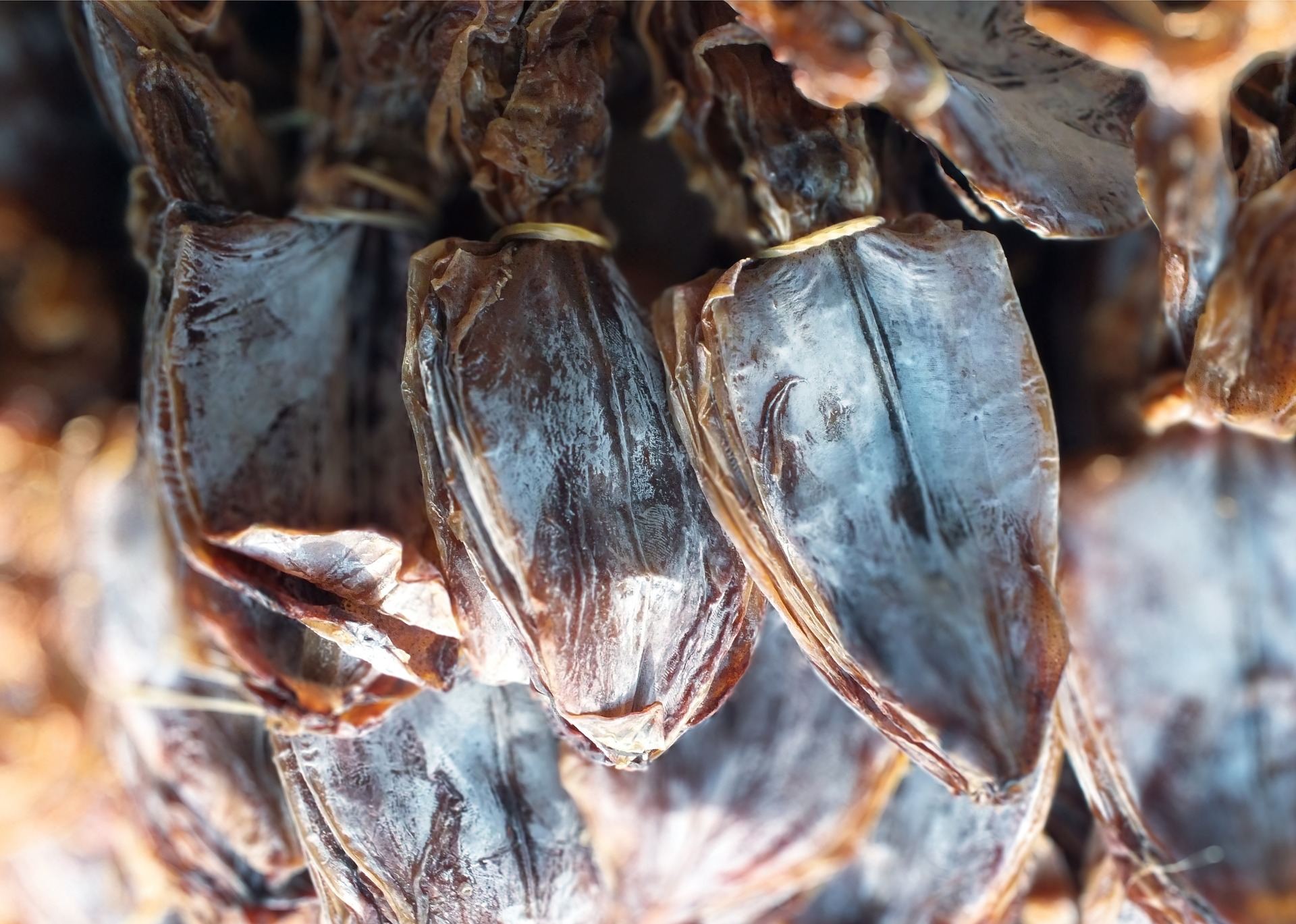 바다에서 잡은 오징어를 바싹 말려서 몇마리씩 겹쳐 묶어서 거꾸로 매달아 놓은 사진
