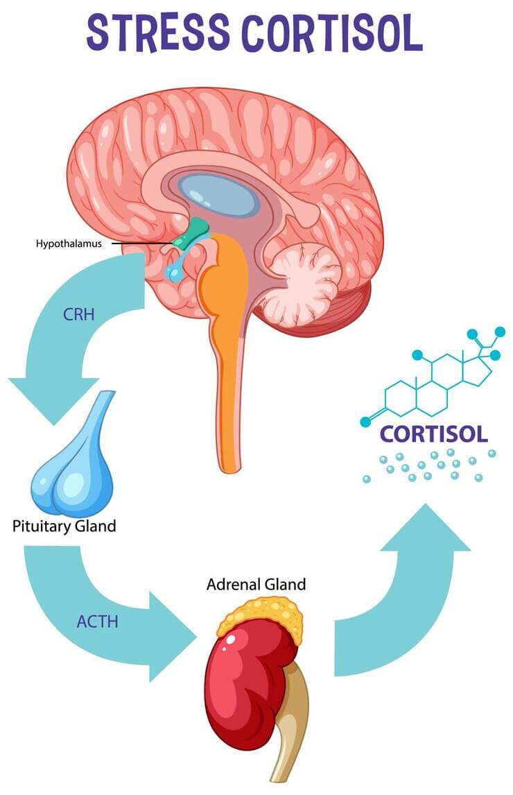 스트레스와 식습관이 호르몬에 미치는 영향