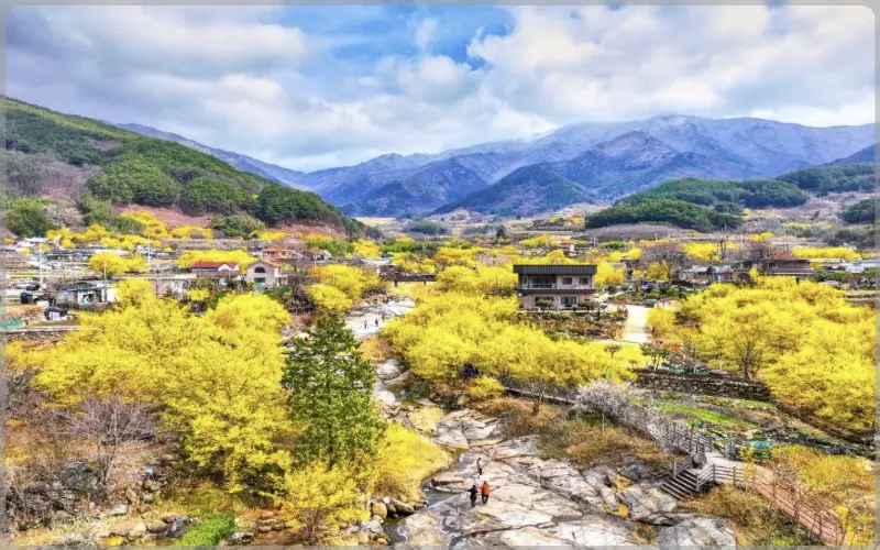 구례 산수유축제_1