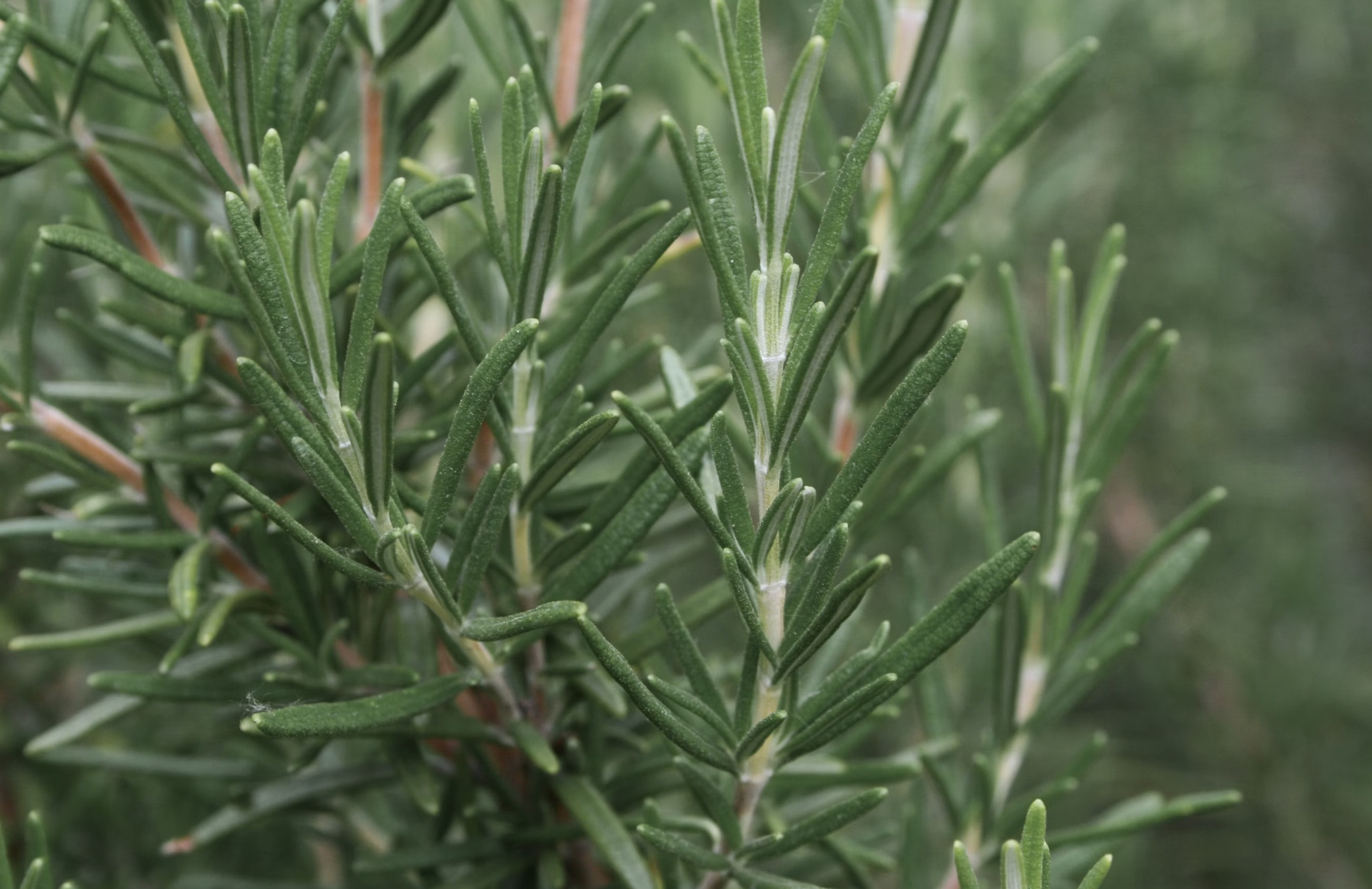 모기 퇴치식물 추천