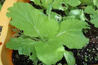 가을 텃밭 작물 추천 상추 열무 시금치 쌈채소 재배법_19