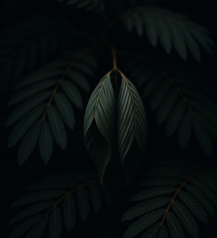 비결 4. 밤이 되면 잠자는 신비로운 잎