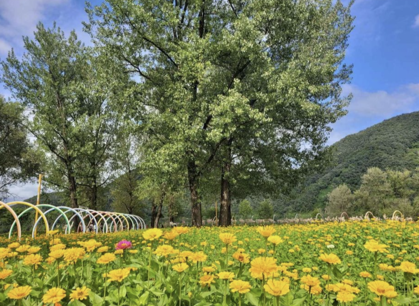 자라섬 꽃 축제