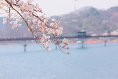 충남 교통비 지원 꿀팁: 알뜰교통카드 앱 등록부터 무료 탑승 활용법까지