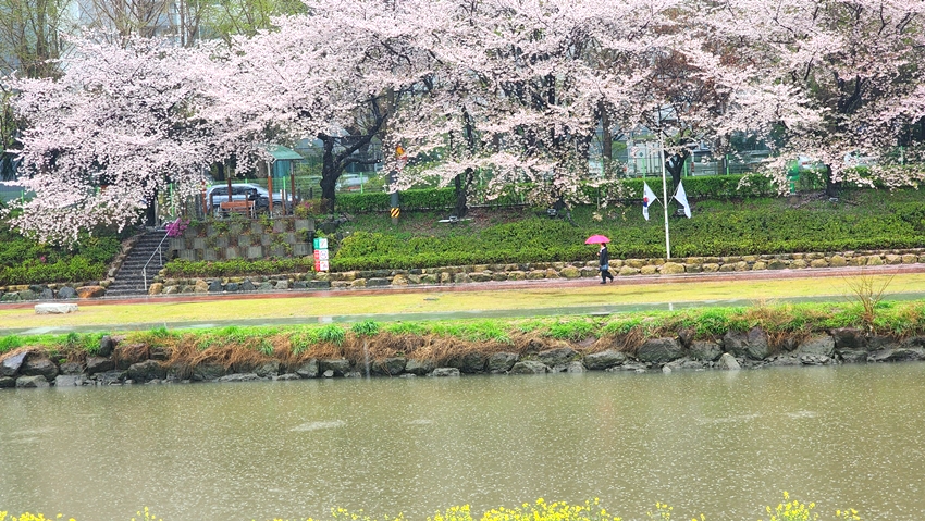 온천천 벚꽃