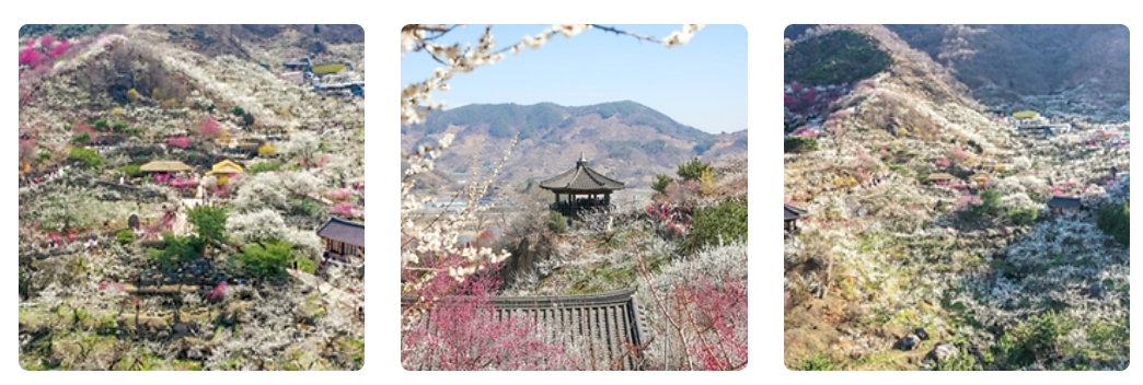 봄꽃 축제 당일여행