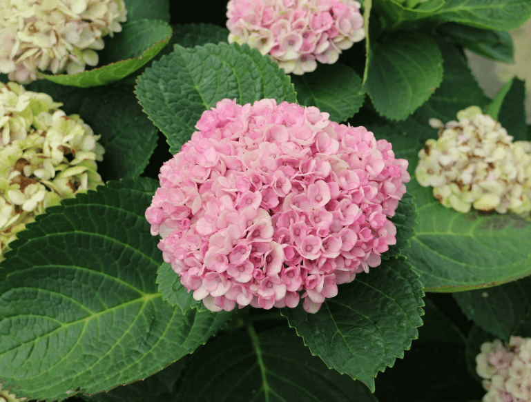 제주도 1박2일 봄 여행 - 도민 추천 숨은 명소 총정리