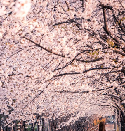 25년 벚꽃 개화시기 전국 일정