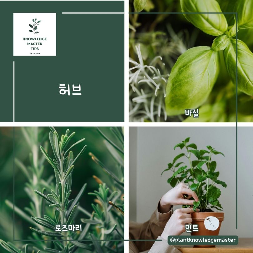 허브류
