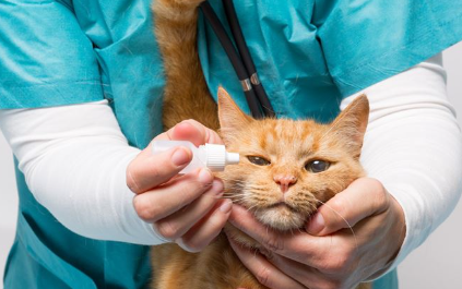 안약을 먹고 있는 고양이.