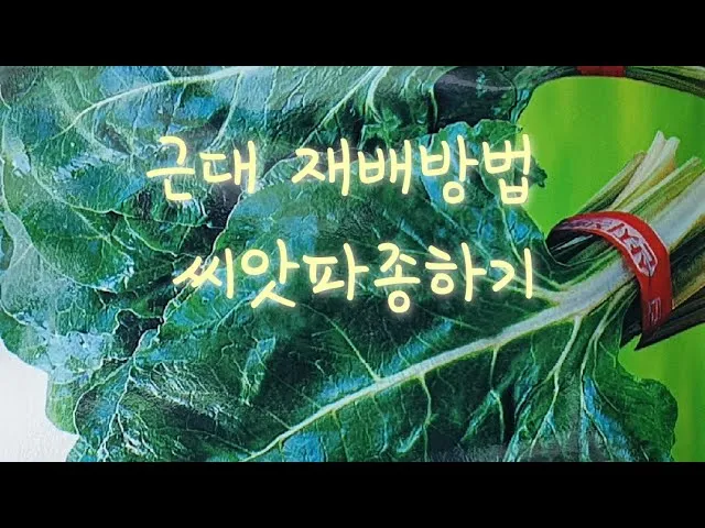 근대 재배 잎 따기 간격 유지 연속 수확_3