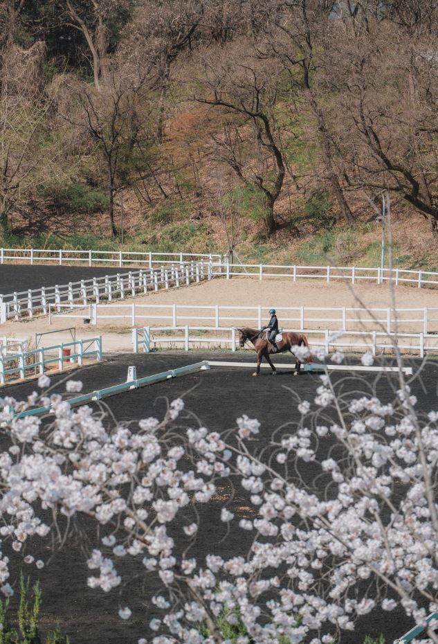 렛츠런파크 벚꽃축제 야경