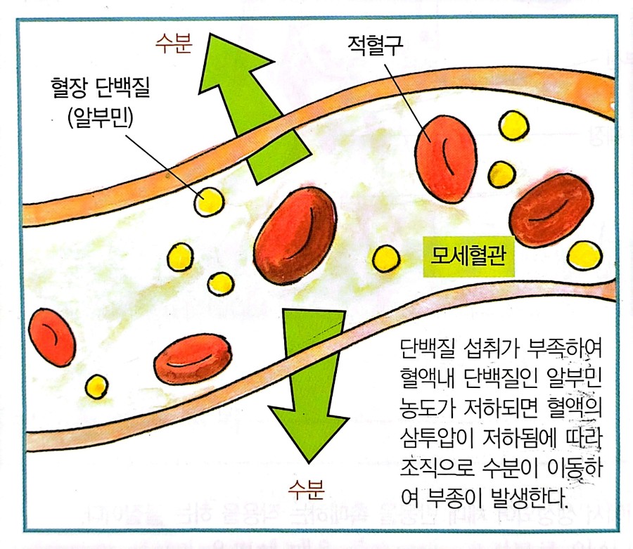 체액의 평형유지