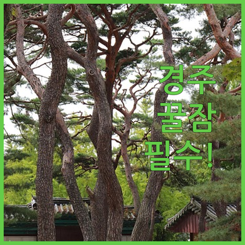 출장 가족 혼자 여행까지  경주 숙소..