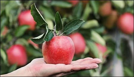 사과를 올린 손