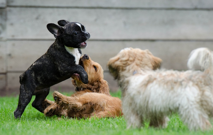 강아지가 갑자기 절뚝거릴 때의 원인과 대처방법