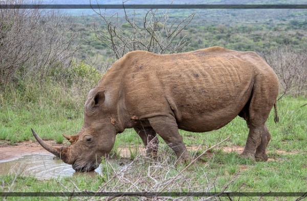 지구가 아파요. 멸종 위기 동물식물 사라지는 것들