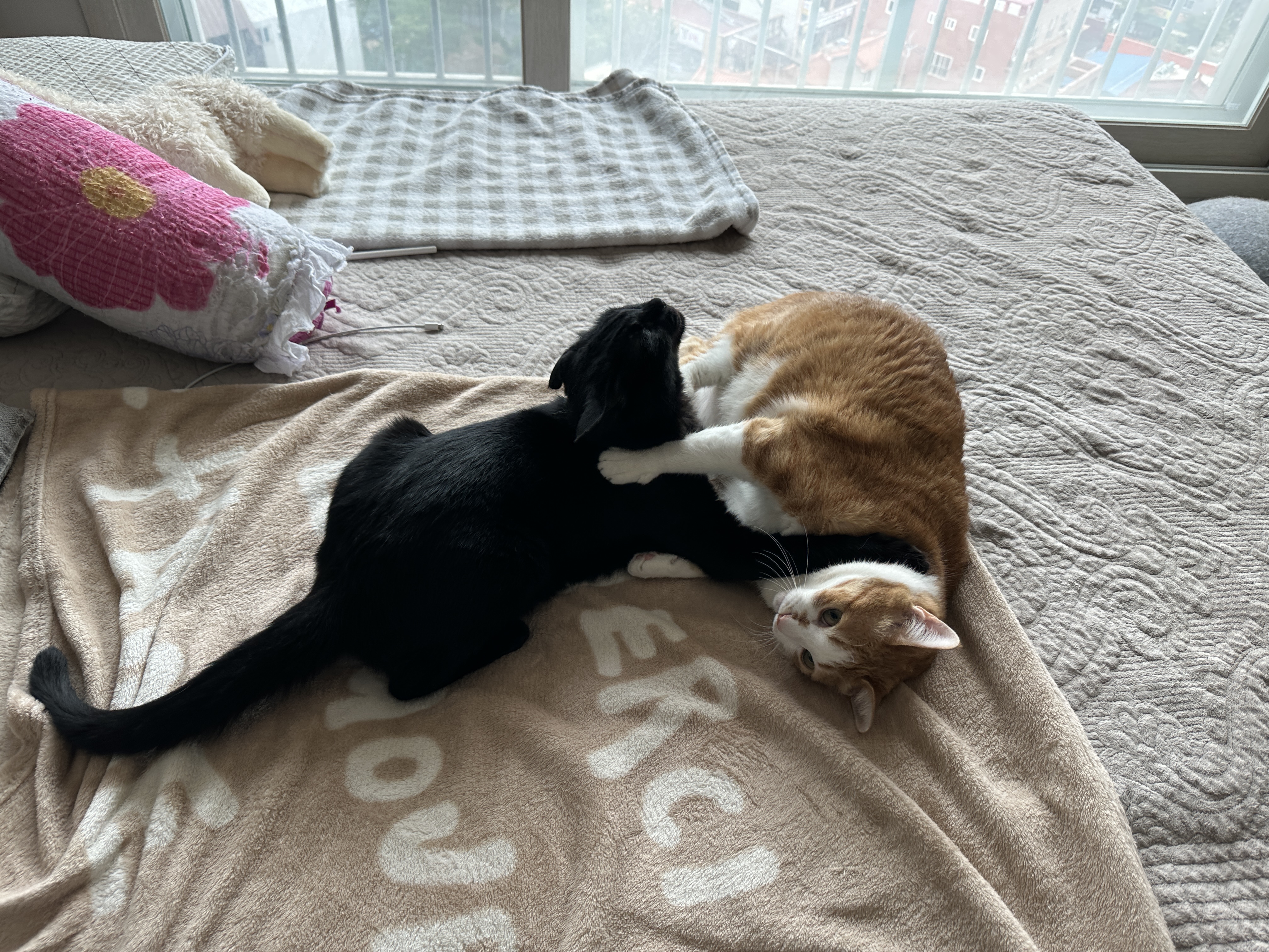 올블랙_고양이_건이와_치즈냥이_호야