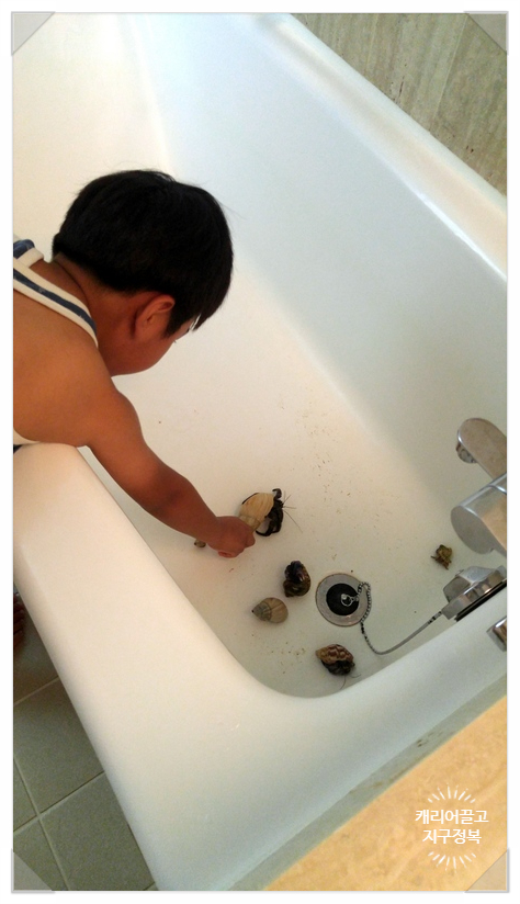 오키나와 소라게