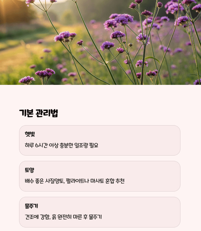 버들마편초 키우기