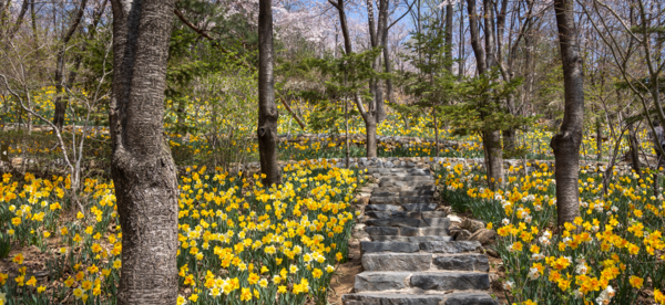 화담숲 모노레일 예약 방법 수선화 반딧불 수국 단풍 축제 