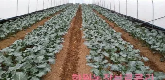 브로콜리 재배 방법과 요령, 시기, 파종시기, 모종 심는 시기와 키우기_37