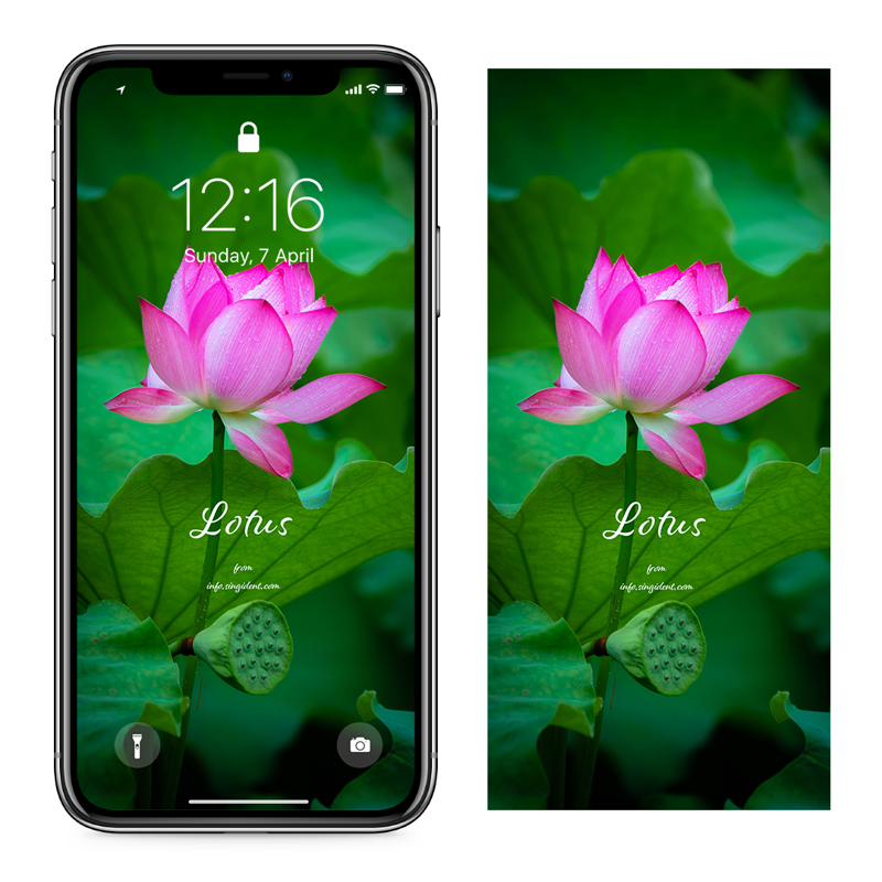 07 연잎과 연꽃 C - Lotus 연꽃배경화면