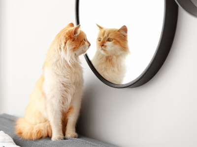 BDSM 테스트 성향 테스트 심층 심리테스트 아직도 안해보셨나요?