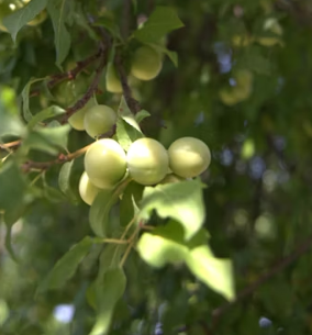 매실 효능과 부작용 고르는법 칼로리