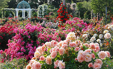 고양 국제꽃 박람회