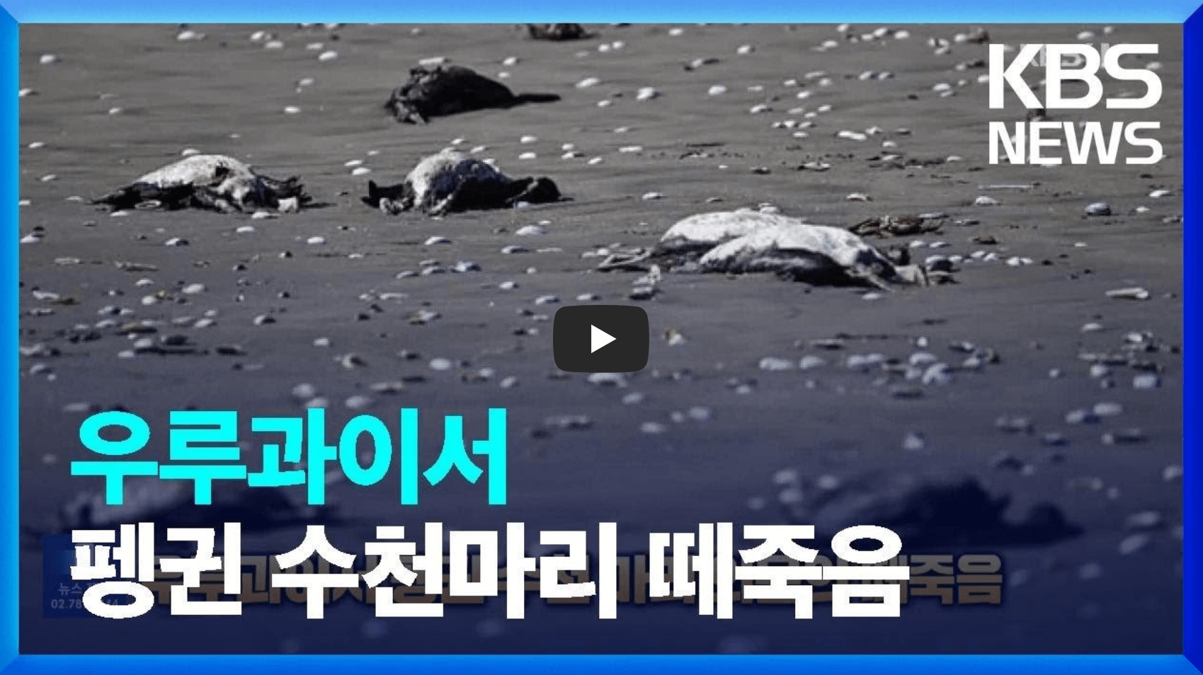 우루과이 펭귄 떼죽음