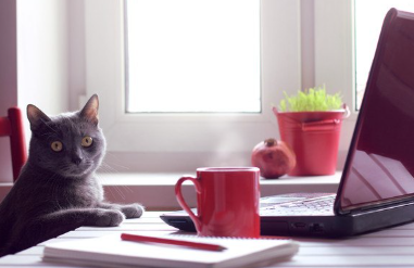 책상으로 향하는 어깨 뭉침일지도 모르는 고양이.