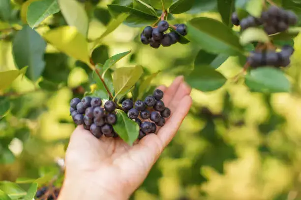 아로니아 효능 총정리|눈 건강·피부·혈관 개선 효과와 부작용까지