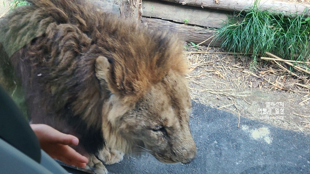 에버랜드 사파리 월드 꿀팁 (예약, 트램 좌석), 자유이용권 할인