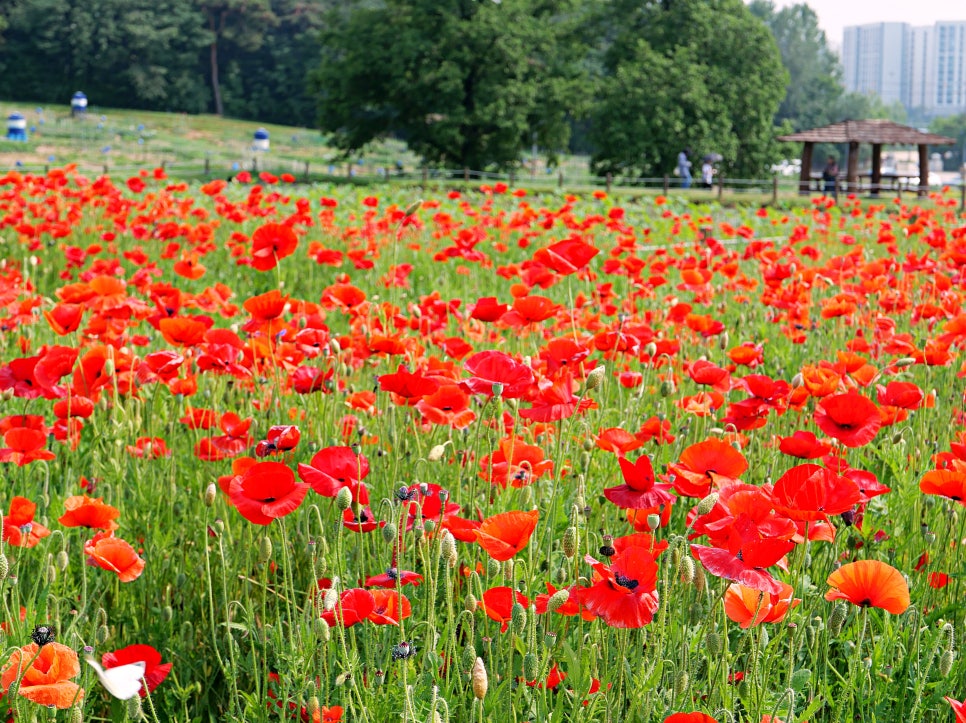 수원 탑동시민농장