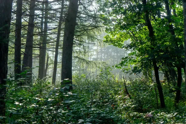 철원 복주산 자연휴양림 예약