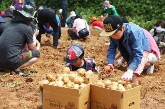 당진해나루황토고구마 홍보판촉행사 축제 장소로 안내_27