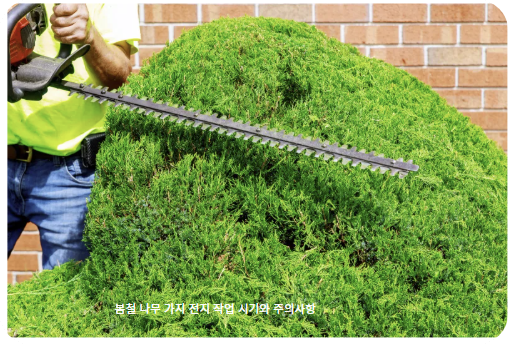 봄철 나무 가지 전지 작업 시기와 주의사항